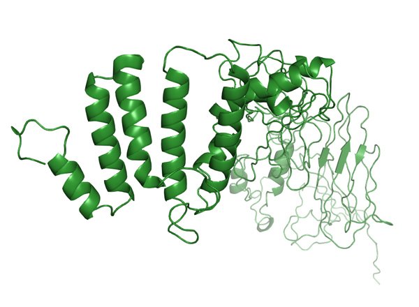 CSF1: Colony stimulating factor 1