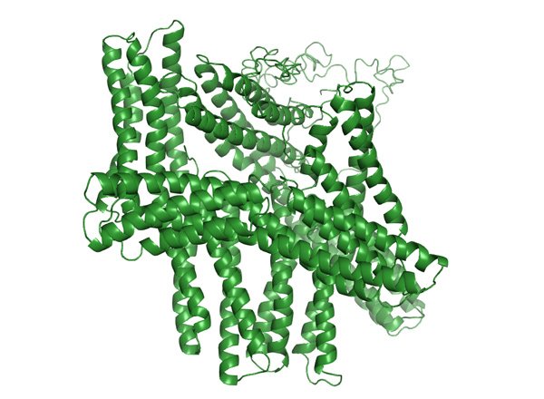 VINCULIN; VCL