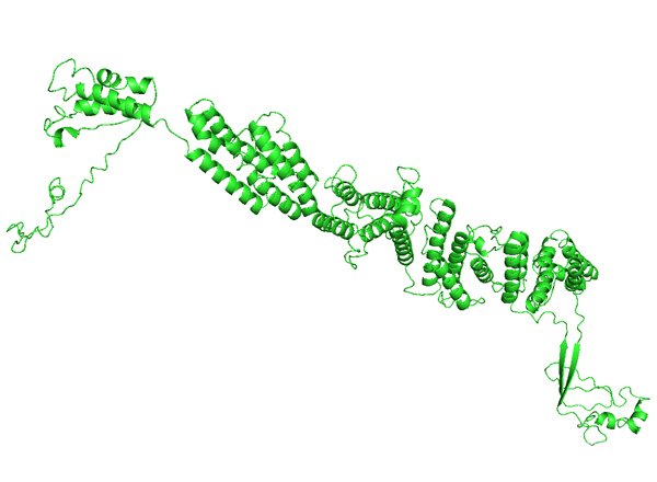 TFIP11: Tuftelin interacting protein 11