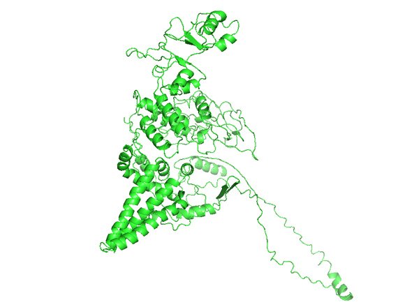 CNNM4: Cyclin and CBS Domain Divalent Metal Cation Transport Mediator 4