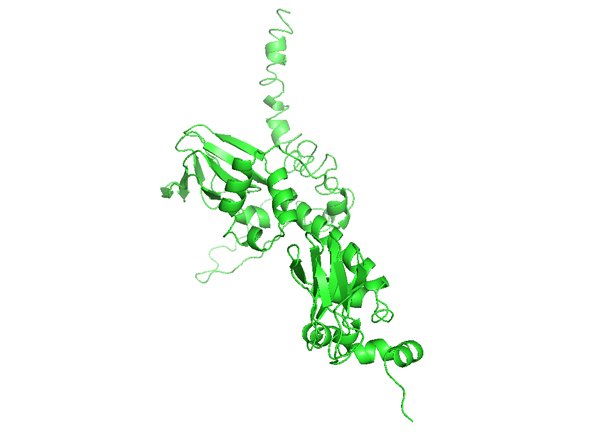 PRKAR1A: Protein kinase cAMP-dependent type I regulatory subunit alpha