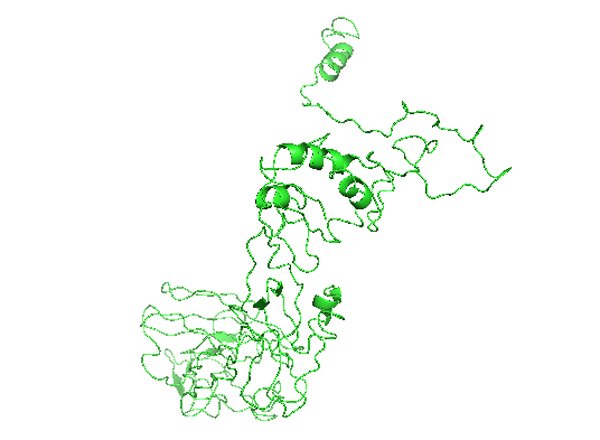 SHH: Sonic hedgehog signaling molecule