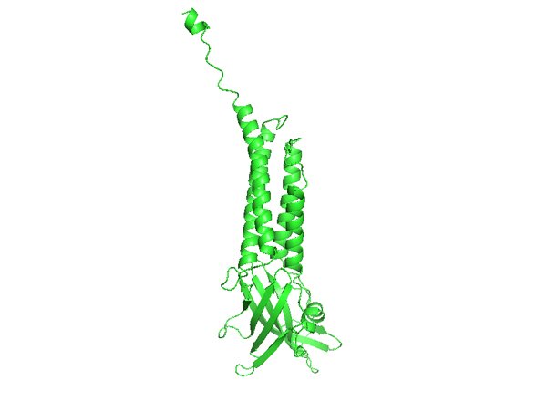 ROGDI: Rogdi atypical leucine zipper